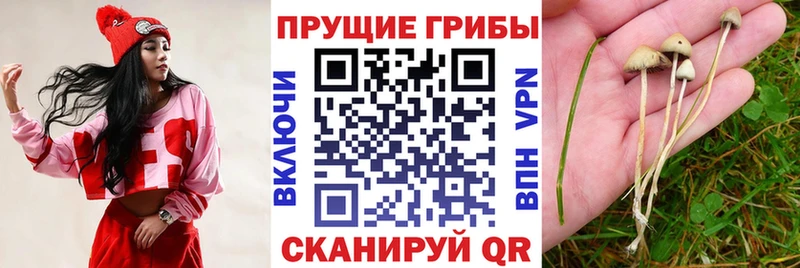 хочу   blacksprut tor  Псилоцибиновые грибы Psilocybe  Каменск-Уральский 